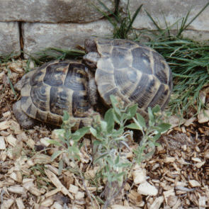 Aufreiten einer Weiblichen Testudo graeca ibera einige Tage vor der Eiablage