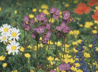 natrliche Blumenwiese