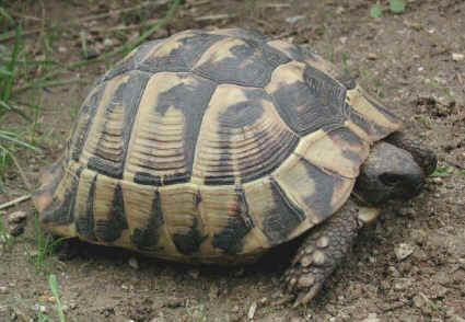 Griechische Landschildkrte