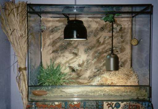 Glasterrarium mit HQI und Wärmelampe 
