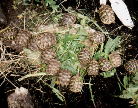 ein und zwei jhrige Jungtiere im Frhbeetkasten