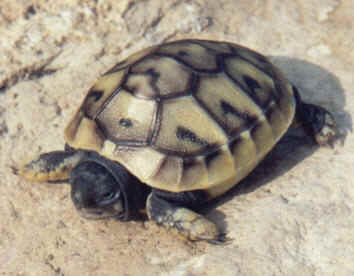 Testudo hermanni boettgeri