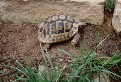 Altes Thb M�nnchen das gerne im Freien schl�ft