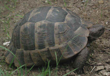 Maurische Landschildkrte