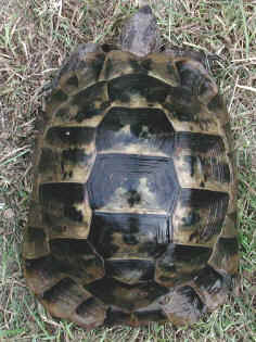 T. graeca ibera Weibchen adult