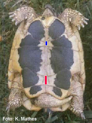 Plastronansicht  von Testudo hermanni hermanni