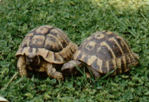rechts Rocky einer meiner ersten Griechen