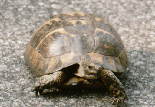 Maurische Landschildkrte beim berqueren der Strae