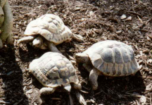 3 Testudo hermanni boettgeri (m&auml;nnlich)