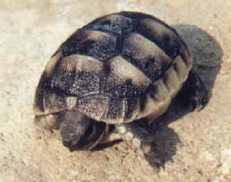 Testudo graeca ibera